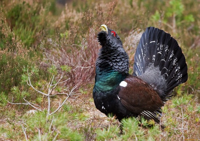 Глухарь (Tetrao urogallus)
