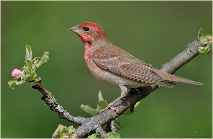 Большая чечевица (Carpodacus rubicilla)