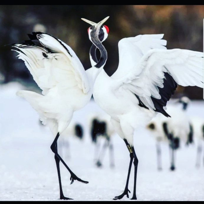 Японский (Уссурийский) журавль Grus japonensis