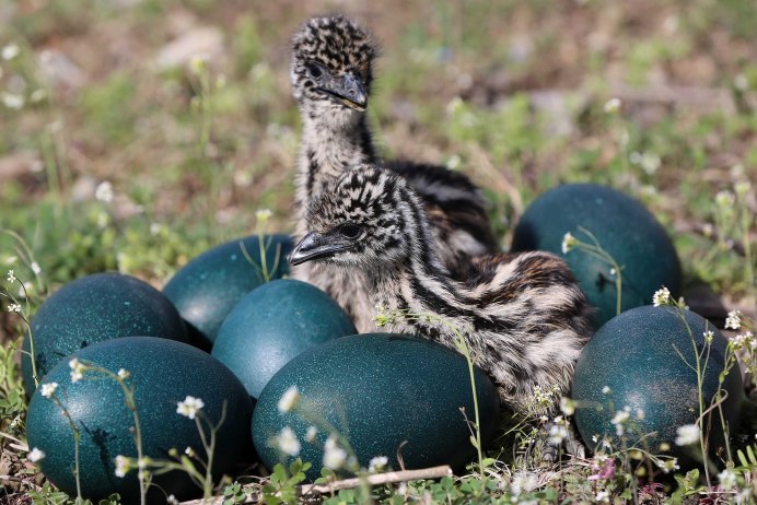 Казуар птенец