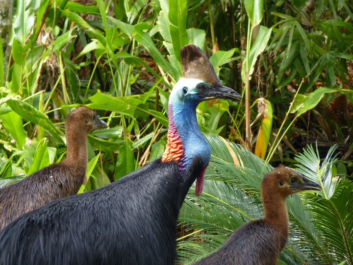 Страусиное яйцо эму