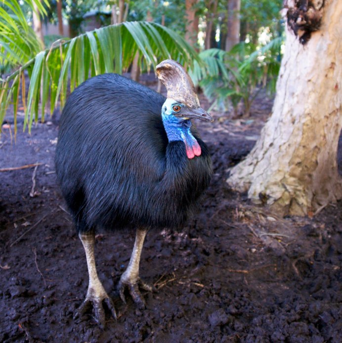 Казуар родственник динозавров