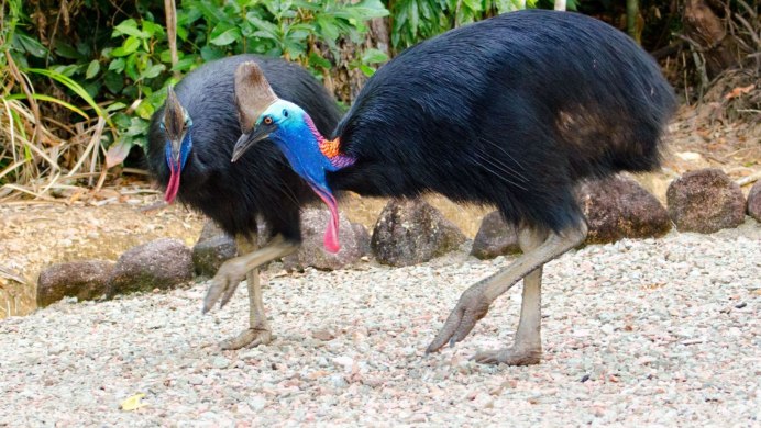 Шлемоносный казуар яйца