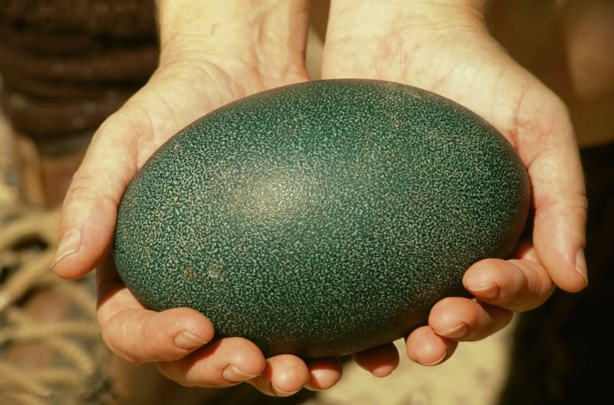 Яйцо страуса эму