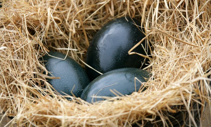 Страусиное яйцо эму