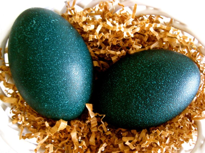 Птица эму яйца