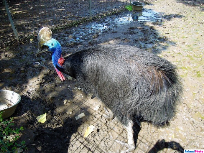 Оранжевошейный казуар