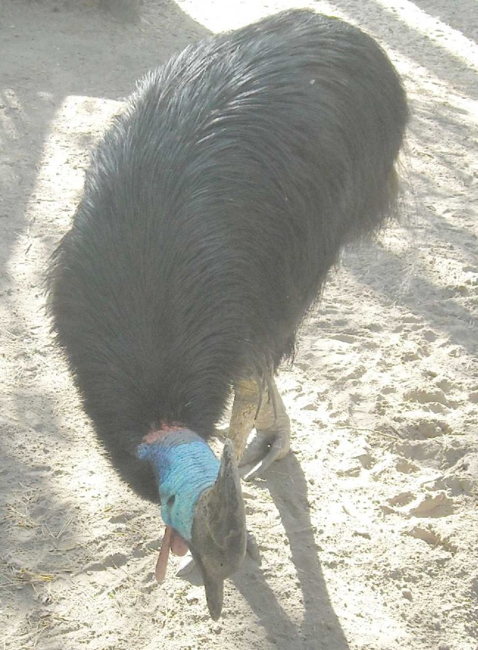 Гнездо казуара