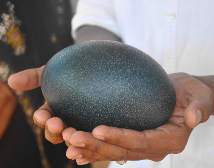 Зеленые яйца казуара