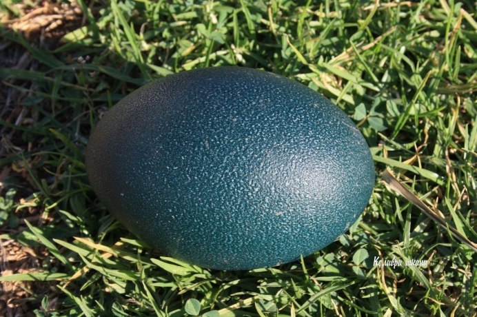 Шлемоносный казуар лапа