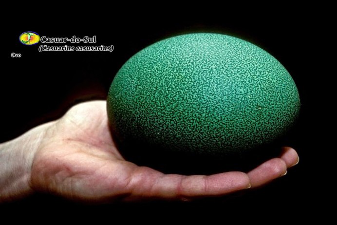 Зеленые яйца казуара