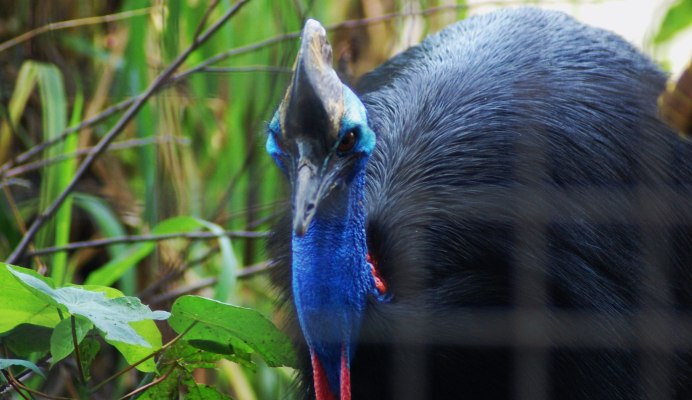 Шлемоносный казуар яйца