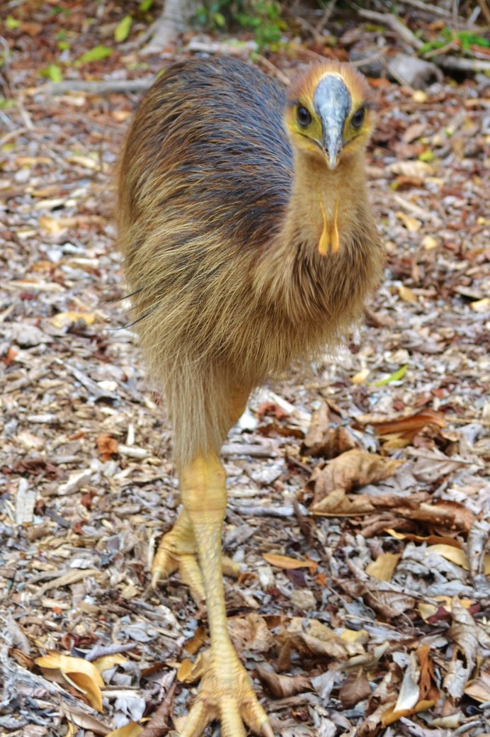 Шлемоносный казуар яйца