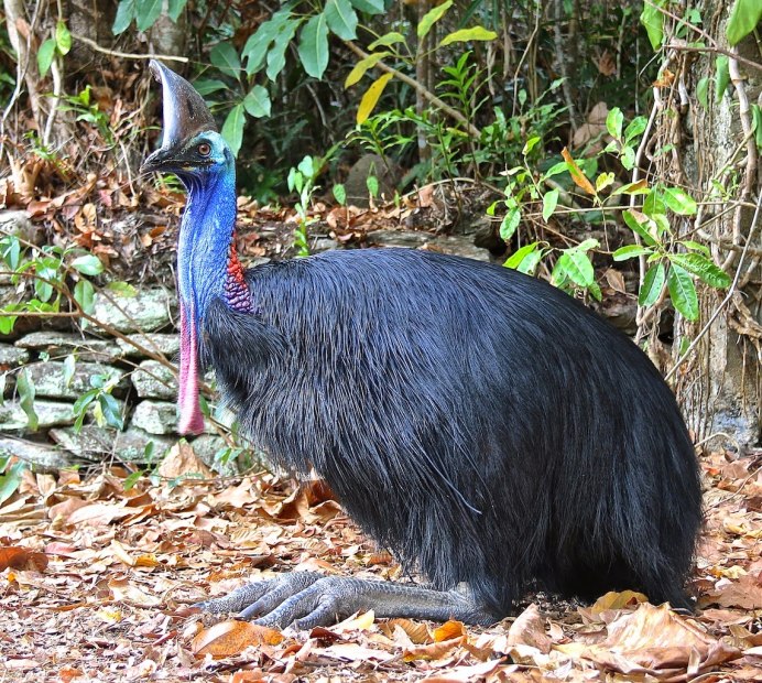 Шлемоносный казуар яйца