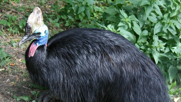 Казуар шлемоносный гнездо