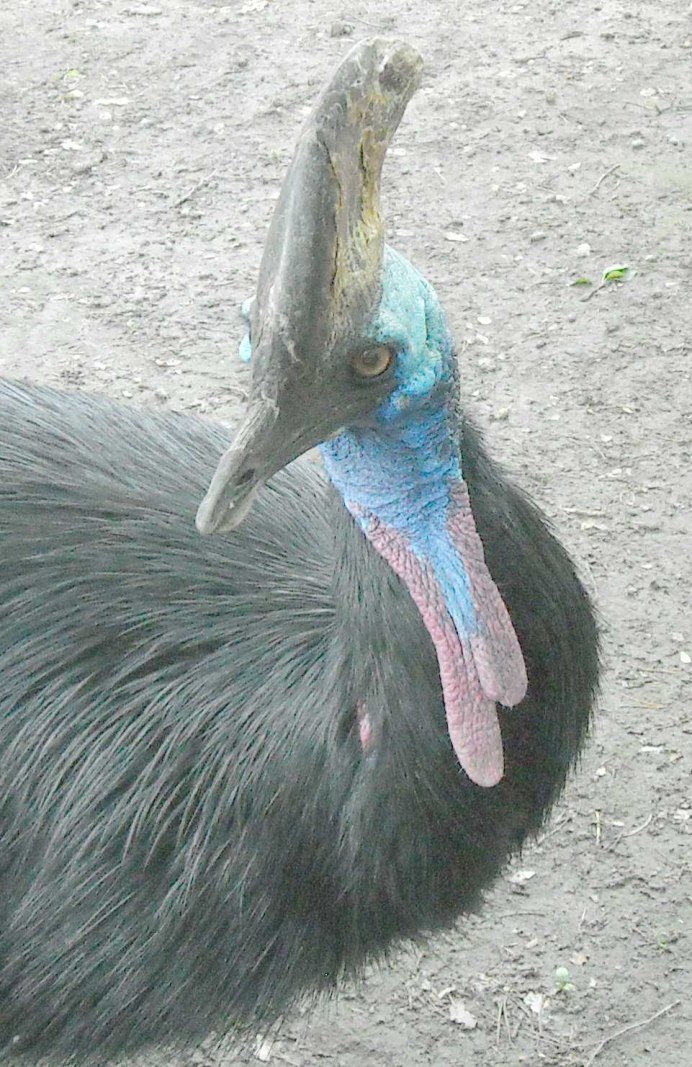 Страус эму высиживает яйца