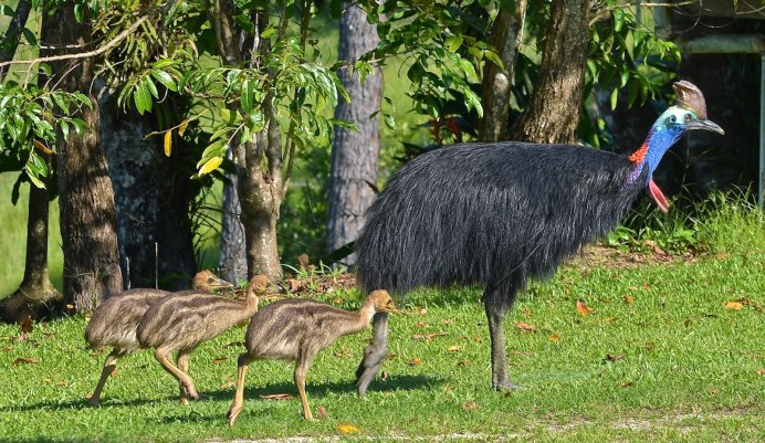 Животные Австралии казуар