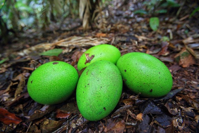 Шлемоносный казуар яйца