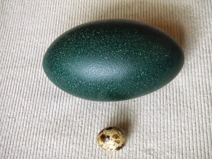 Казуар яйца и птенцы