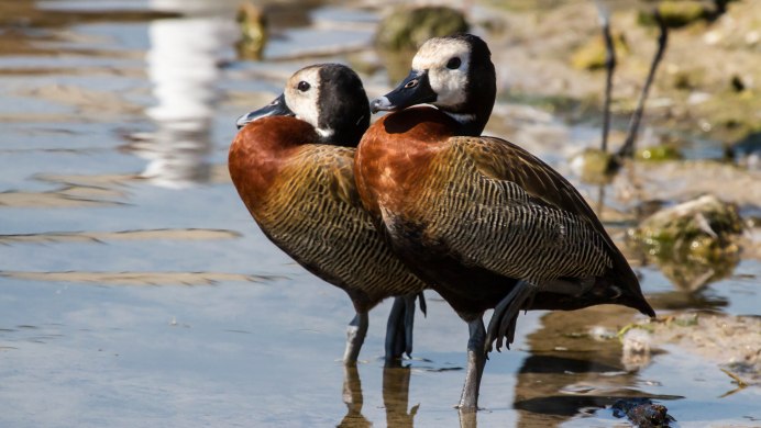 Рыжая свистящая утка