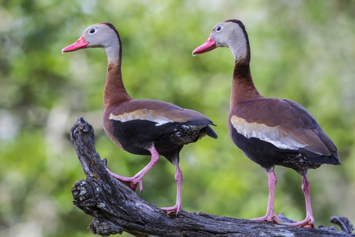 Мадагаскарский нырок