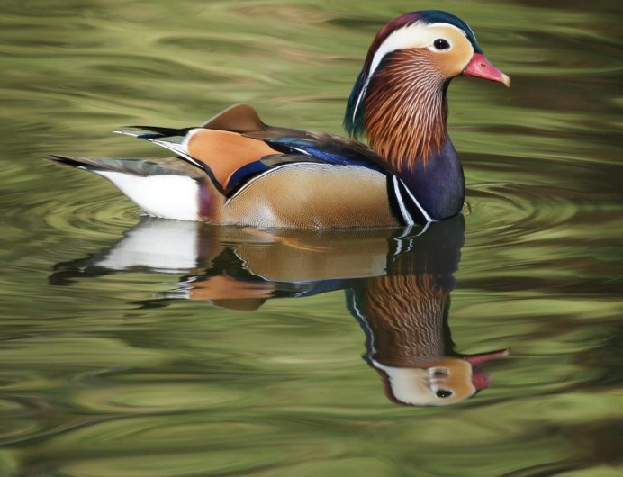 Древесные утки