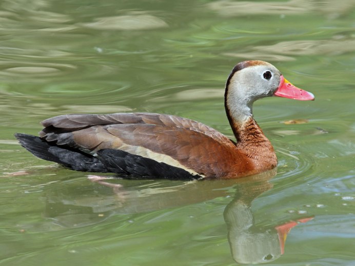 Порода уток Анкона