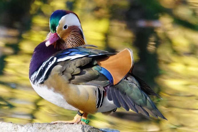 Древесная утка Итона