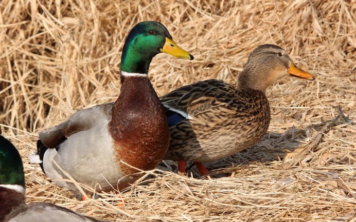 Кряква снег