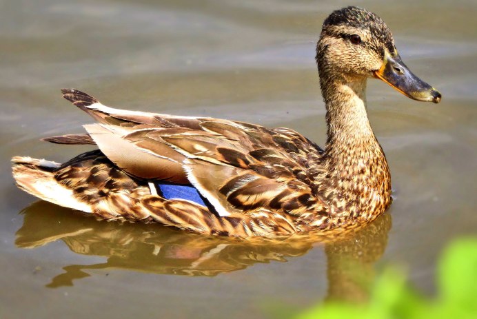 Чернобрюхая свистящая утка