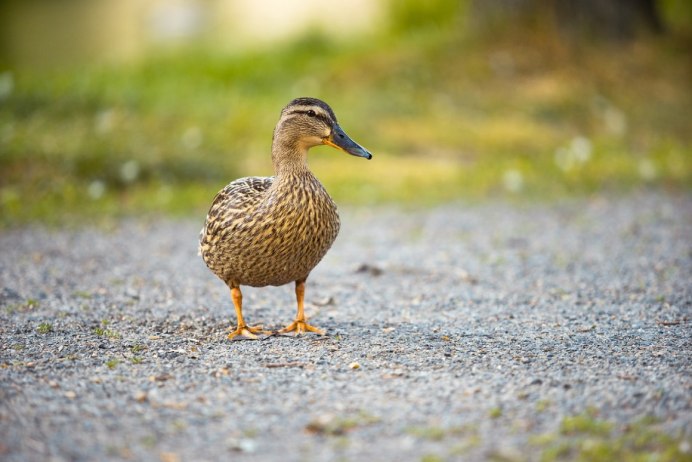 Утка Мандаринка Крылья
