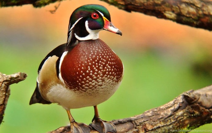 Древесная утка Итона