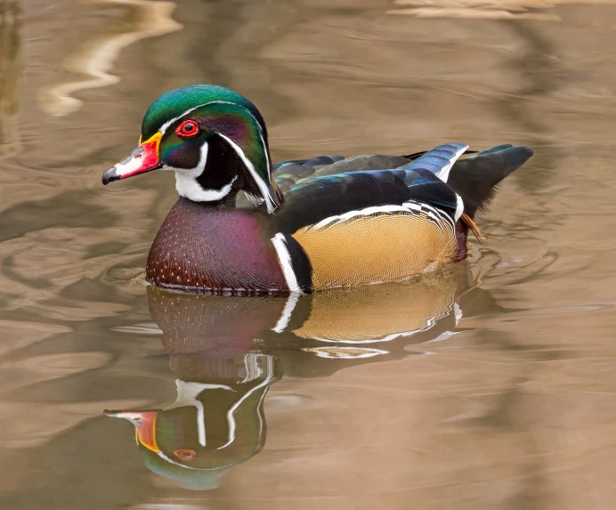 Древесная утка американская