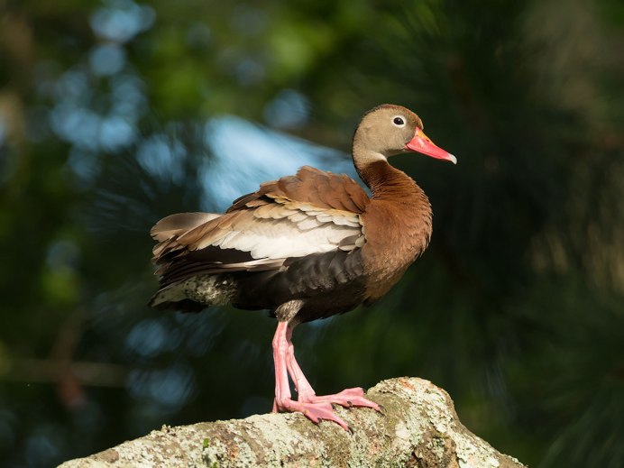 Северная кряква