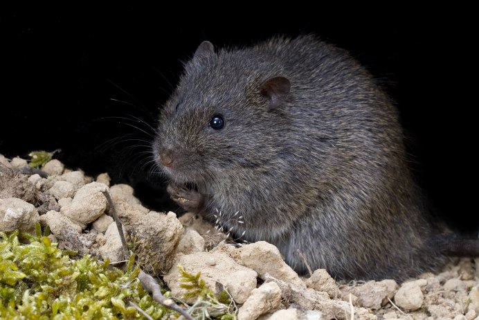 Водяная полевка Arvicola terrestris