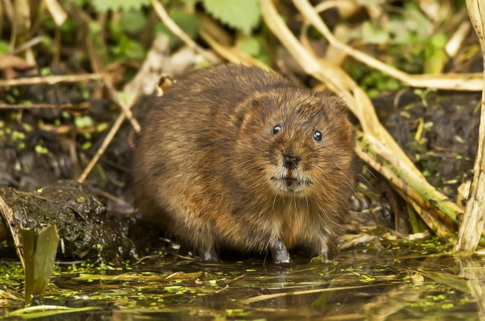 Водяная полевка Arvicola terrestris