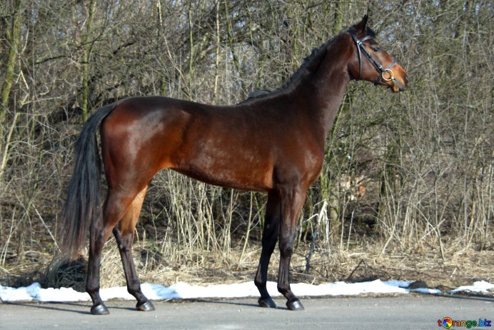 Украинская Скаковая лошадь