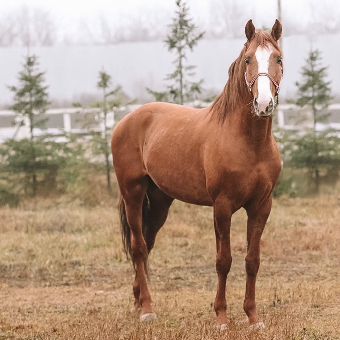 Андалузская лошадь Вороная