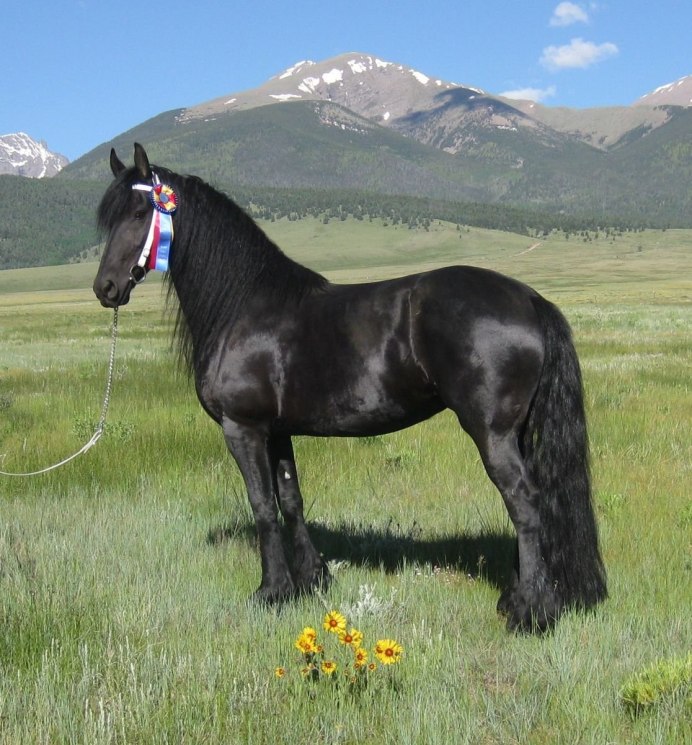 Берберийская лошадь Вороная