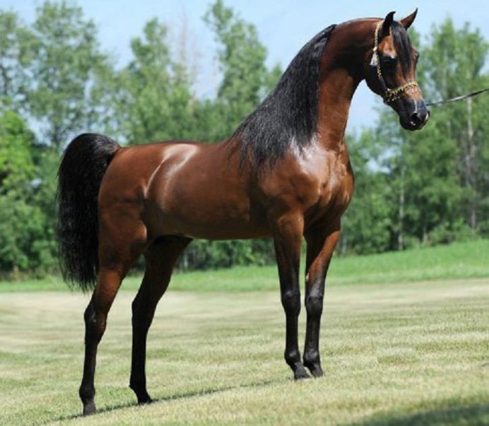 Лошади берберов