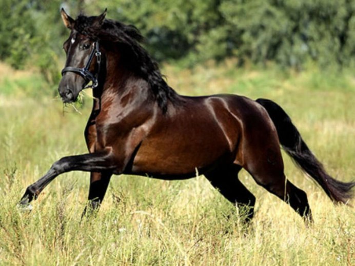 Берберийская лошадь Вороная