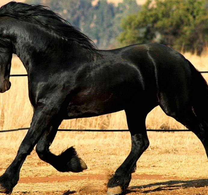 Дончак порода лошадей