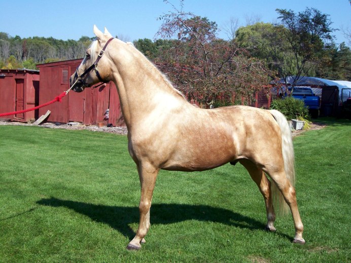 Португалия порода лошадей Лузитано