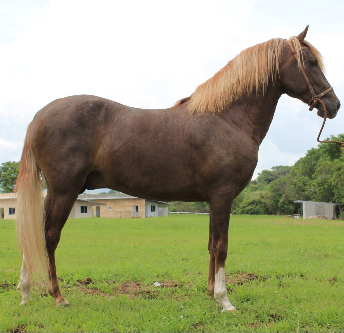 Варварийская порода лошадей