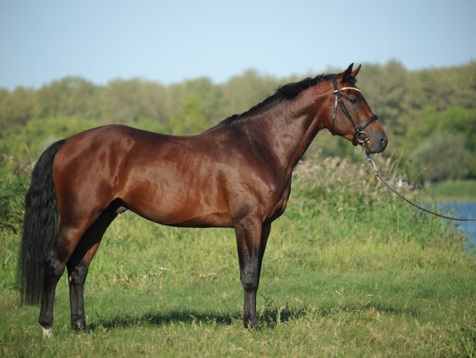 Арабская порода лошадей хадбан
