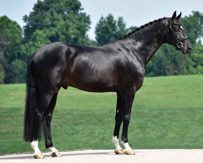 Лошадь гравюра