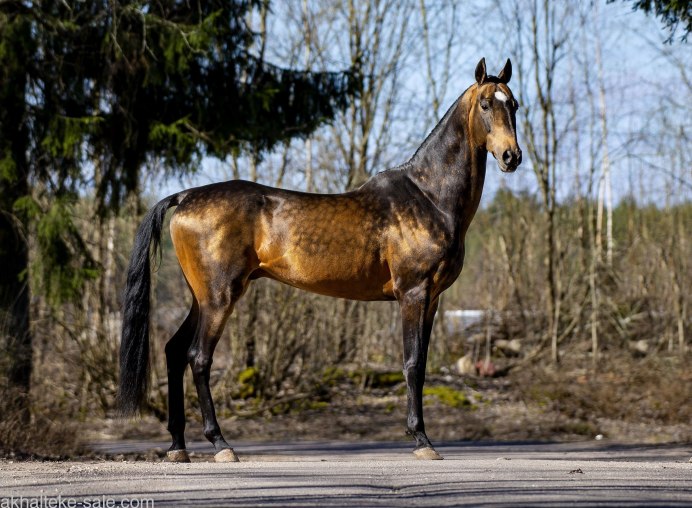 Лошадь породы Меренская