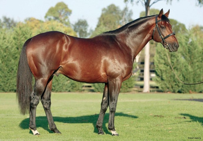 Австралийская пастушья лошадь