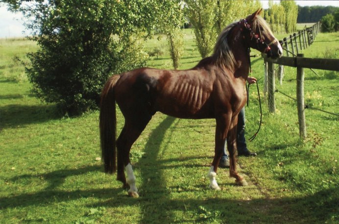 Берберийская порода лошадей