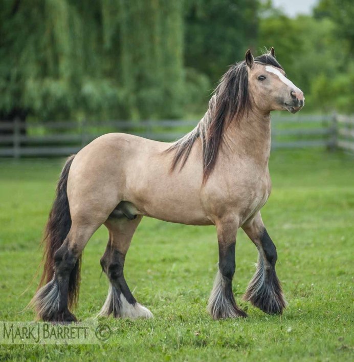 Австралийская пастушья лошадь